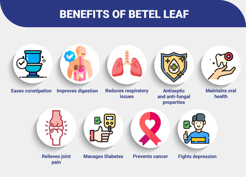 Benefits of Betel leaves
