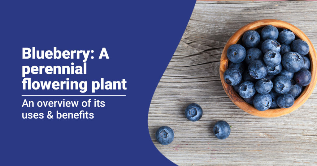 Blueberry: Health Tips From Nutrition Professionals